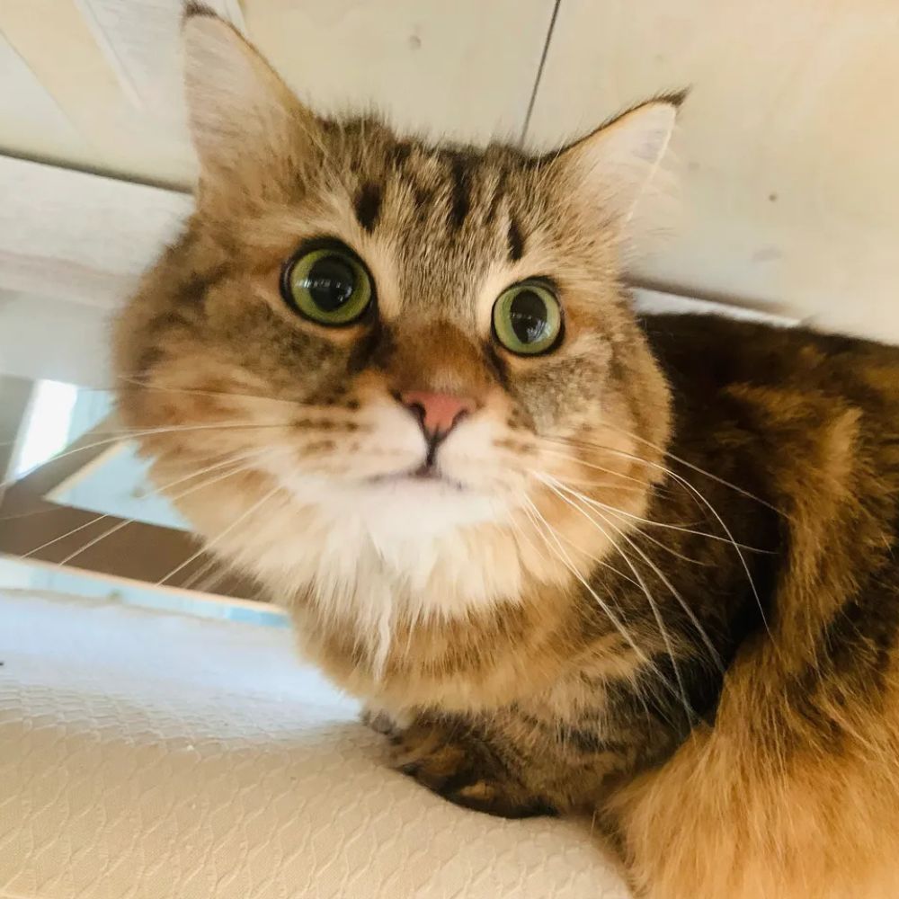 Pet Sitting Stuart, Palm City, Jensen Beach & Port St. Lucie, FL