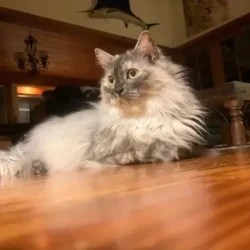 treasure coast Pet Sitting Stuart, Palm City, Jensen Beach & Port St. Lucie, FL